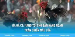 đá gà c1