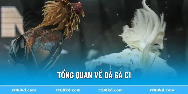 Đá gà C1 tạo nên sức hút kỳ lạ