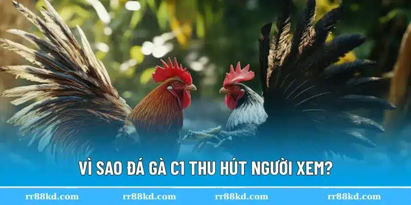 Đá gà C1 mang lại những cuộc chiến mãn nhãn
