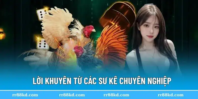 Đá gà Campuchia đòi hỏi nhiều yếu tố nếu muốn thắng