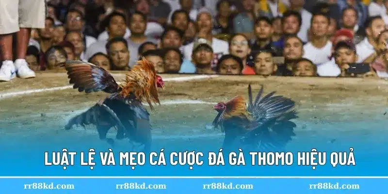 Đá gà Thomo có quy định cụ thể