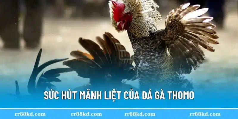 Đá gà Thomo mang tới những trận đấu kịch tính