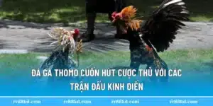 đá gà thomo