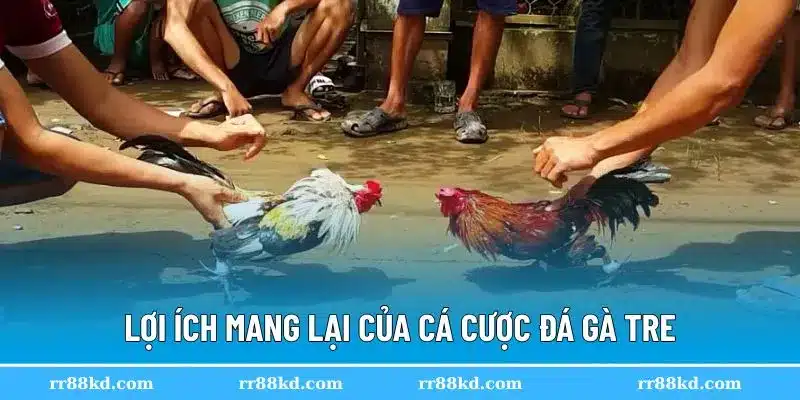 Đá gà tre tại RR88 mang đến nhiều lợi ích