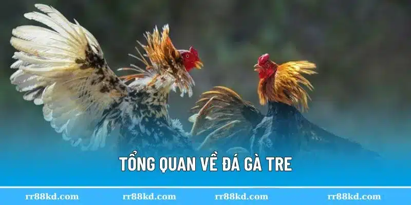 Đá gà tre là kiểu chơi phổ biến