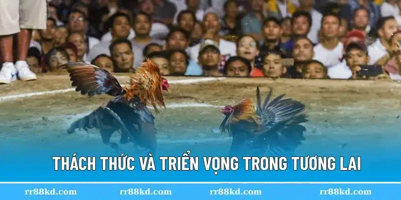 Bạn cần tuân thủ mọi quy định khi cược chọi kê
