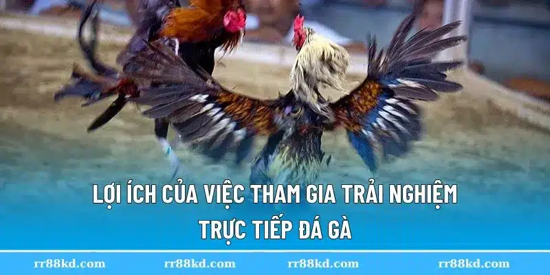 Trực tiếp đá gà giúp theo dõi trận đấu ngay tại nhà