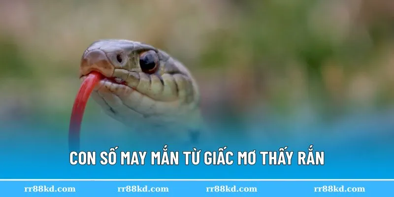 Con số liên quan khi mơ thấy rắn