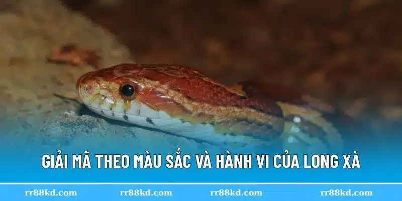 Màu sắc rắn trong mơ