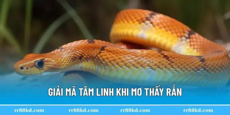 Rắn trong đời sống tâm linh