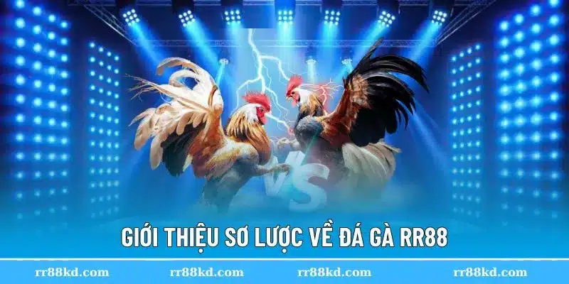Đá gà RR88 trở nên quen thuộc