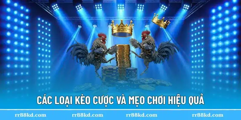 Đá gà RR88 mang tới nhiều cửa cược độc đáo